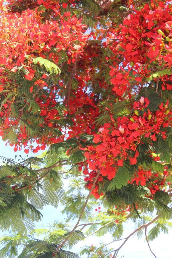 Jardines Canarios Los Cristianos  Bagian luar foto